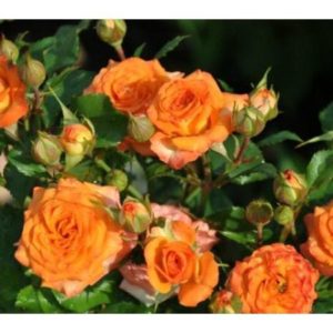 Роза Мелкоцветковая Оранжевая