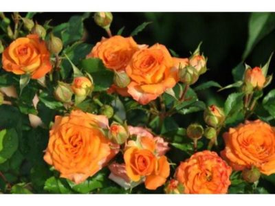 Роза Мелкоцветковая Оранжевая