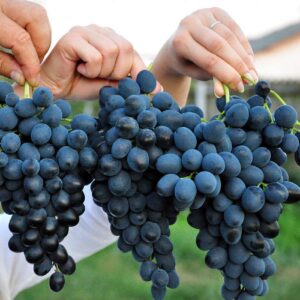 Виноград Молдова саженцы