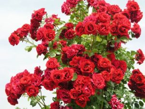 Плетистые Розы саженцы