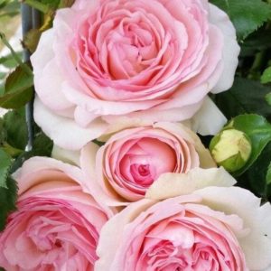 Роза Плетистая Пьер де Ренсард