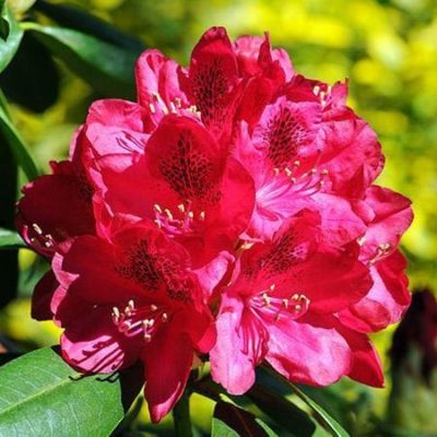 Рододендрон Red Rhododendron Shrub