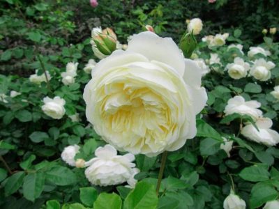 Роза Транквилити