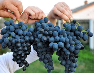Виноград Молдова саженцы