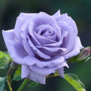 Кустовая роза Голубой Нил