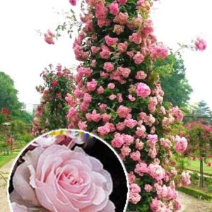 Роза Плетистая Розовый жемчуг