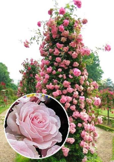 Роза Плетистая Розовый жемчуг